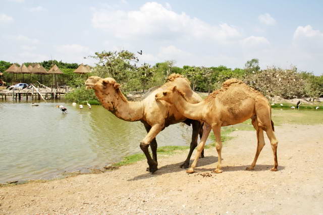 Safari World, Bangkok 16, Животные