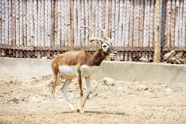 Safari World, Bangkok 38, Животные