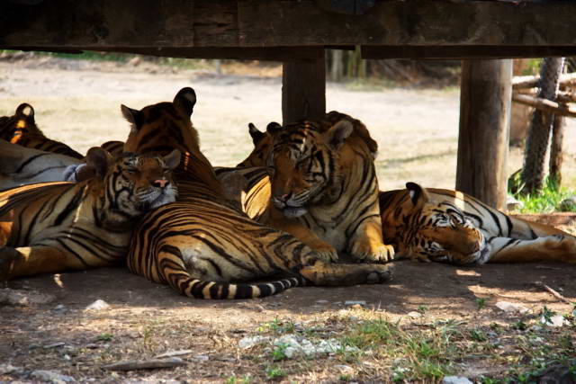 Safari World, Bangkok 55, Животные