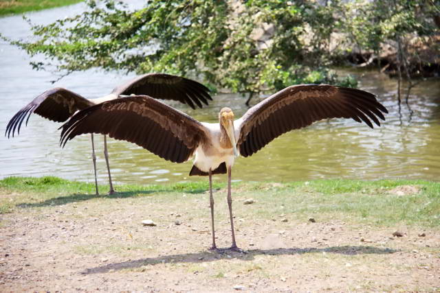 Safari World, Bangkok 13, Животные