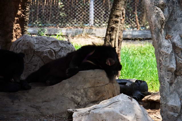 Safari World, Bangkok 63, Животные