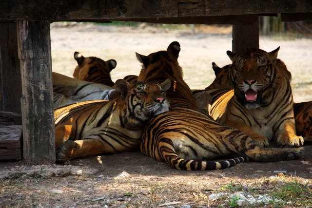 Safari World, Bangkok 54, Животные