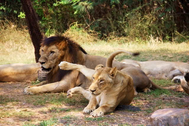 Safari World, Bangkok 49, Животные