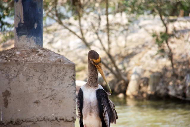 Safari World, Bangkok 11, Животные