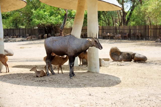 Safari World, Bangkok 36, Животные