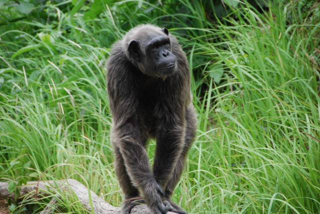 Khao Kheow Open Zoo 188, Khao Kheow Open Zoo