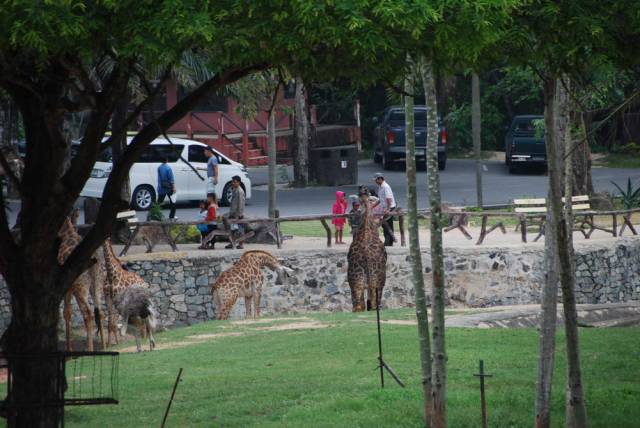 Khao Kheow Open Zoo 123, Khao Kheow Open Zoo