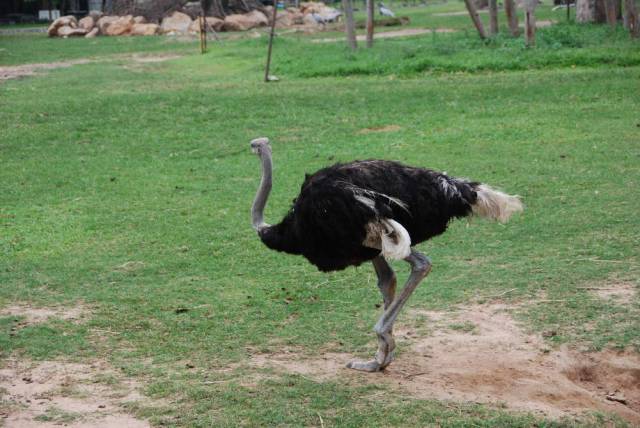 Khao Kheow Open Zoo 084, Khao Kheow Open Zoo