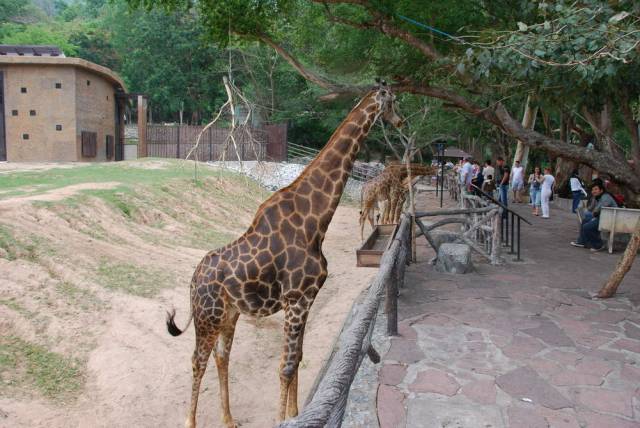 Khao Kheow Open Zoo 067, Khao Kheow Open Zoo