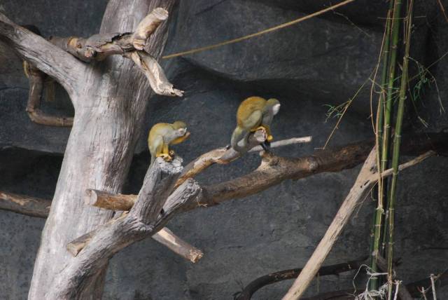 Khao Kheow Open Zoo 021, Khao Kheow Open Zoo