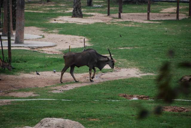 Khao Kheow Open Zoo 121, Khao Kheow Open Zoo