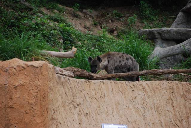 Khao Kheow Open Zoo 128, Khao Kheow Open Zoo