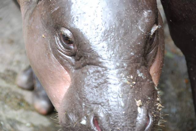 Khao Kheow Open Zoo 053, Khao Kheow Open Zoo