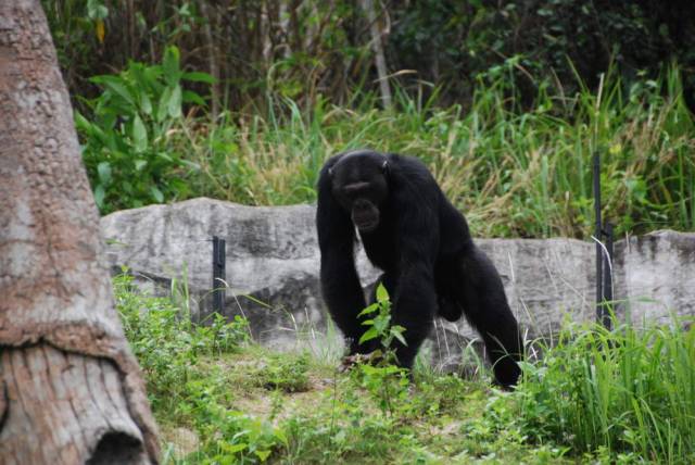 Khao Kheow Open Zoo 176, Khao Kheow Open Zoo