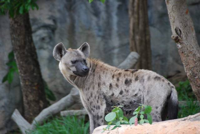 Khao Kheow Open Zoo 132, Khao Kheow Open Zoo