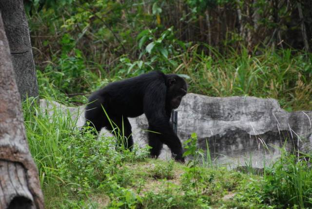 Khao Kheow Open Zoo 174, Khao Kheow Open Zoo