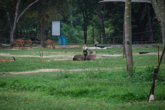 Khao Kheow Open Zoo 080, Khao Kheow Open Zoo