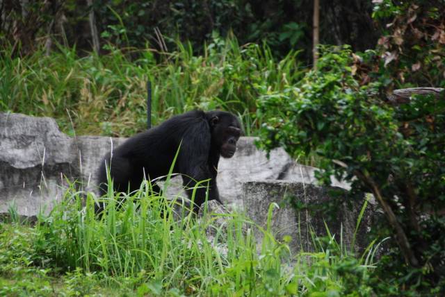 Khao Kheow Open Zoo 175, Khao Kheow Open Zoo