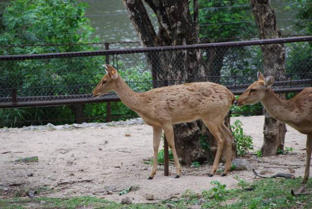 Khao Kheow Open Zoo 002, Khao Kheow Open Zoo