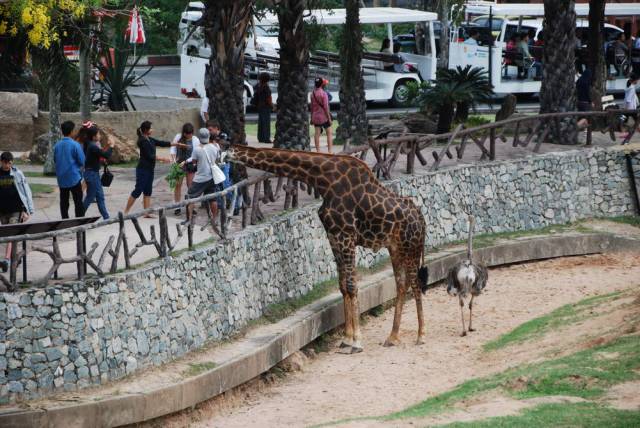 Khao Kheow Open Zoo 139, Khao Kheow Open Zoo