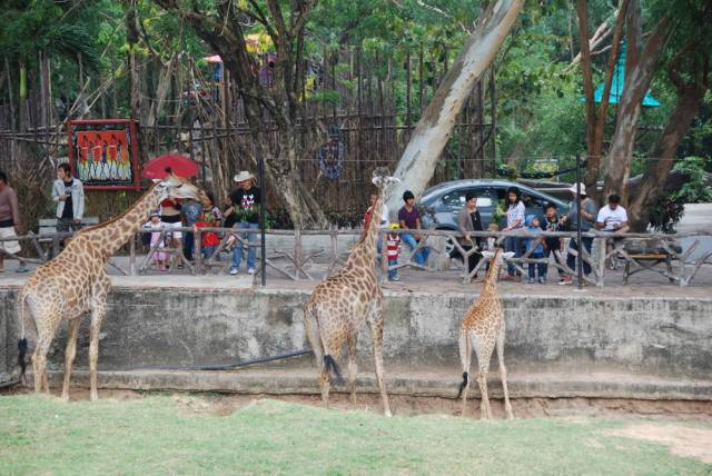 Khao Kheow Open Zoo 140, Khao Kheow Open Zoo