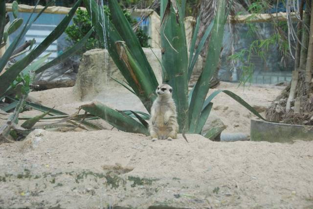 Khao Kheow Open Zoo 061, Khao Kheow Open Zoo