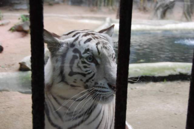 Khao Kheow Open Zoo 202, Khao Kheow Open Zoo