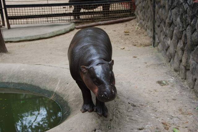 Khao Kheow Open Zoo 052, Khao Kheow Open Zoo