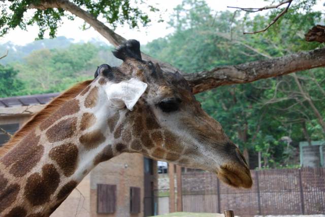 Khao Kheow Open Zoo 070, Khao Kheow Open Zoo