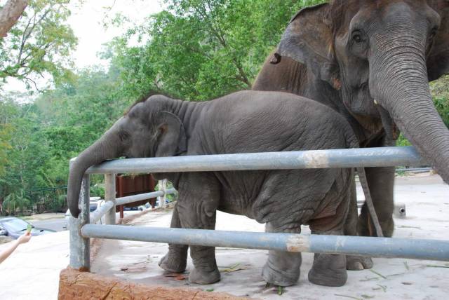 Khao Kheow Open Zoo 157, Khao Kheow Open Zoo