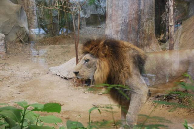 Khao Kheow Open Zoo 211, Khao Kheow Open Zoo