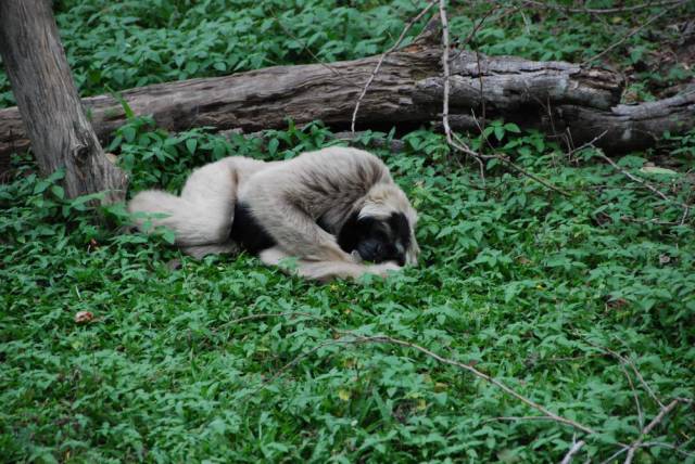 Khao Kheow Open Zoo 017, Khao Kheow Open Zoo