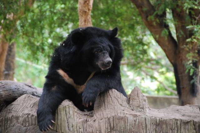 Khao Kheow Open Zoo 115, Khao Kheow Open Zoo