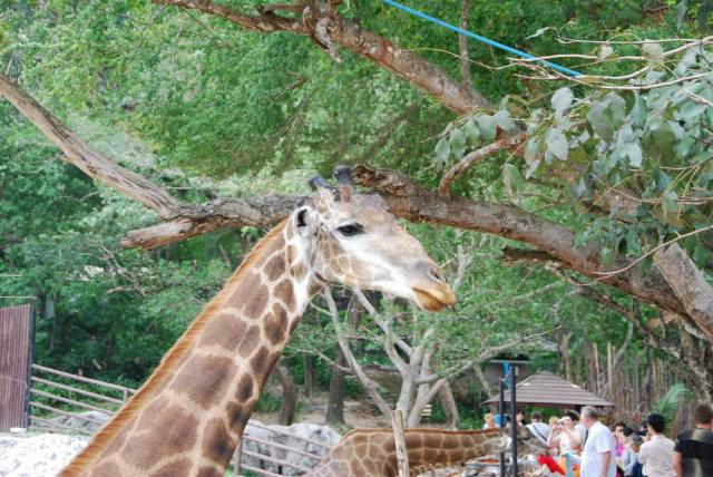 Khao Kheow Open Zoo 068, Khao Kheow Open Zoo