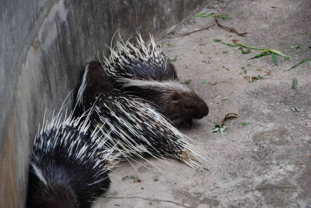 Khao Kheow Open Zoo 016, Khao Kheow Open Zoo