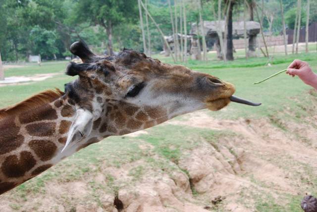 Khao Kheow Open Zoo 090, Khao Kheow Open Zoo