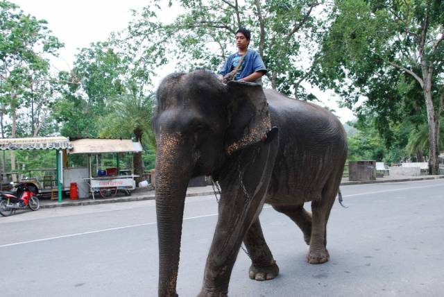 Khao Kheow Open Zoo 155, Khao Kheow Open Zoo