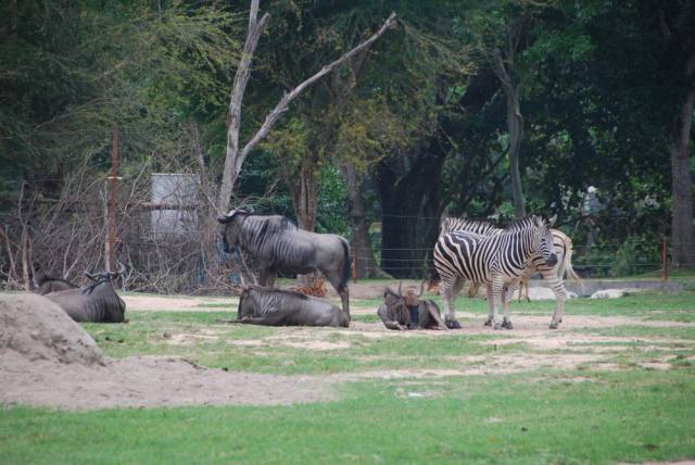 Khao Kheow Open Zoo 086, Khao Kheow Open Zoo