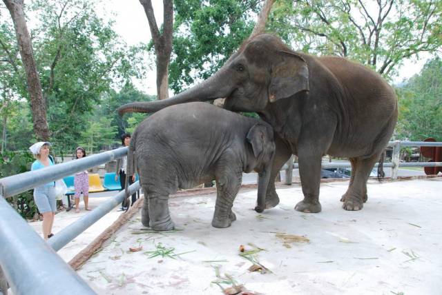 Khao Kheow Open Zoo 165, Khao Kheow Open Zoo