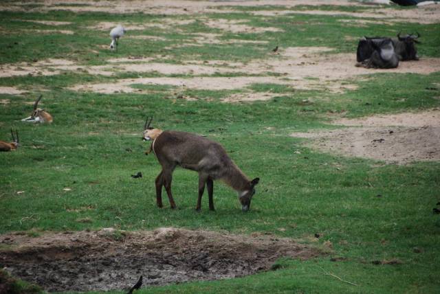 Khao Kheow Open Zoo 137, Khao Kheow Open Zoo