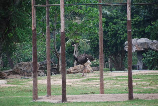 Khao Kheow Open Zoo 083, Khao Kheow Open Zoo