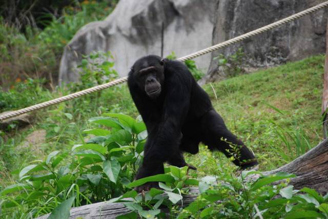 Khao Kheow Open Zoo 177, Khao Kheow Open Zoo