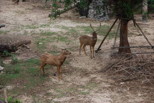 Khao Kheow Open Zoo 001, Khao Kheow Open Zoo