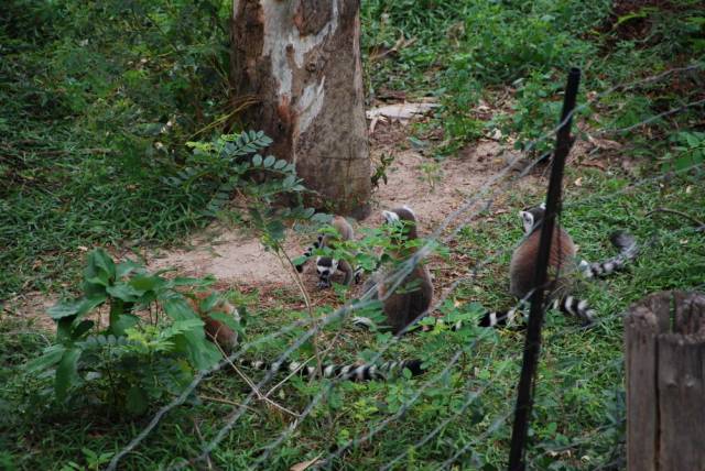 Khao Kheow Open Zoo 092, Khao Kheow Open Zoo