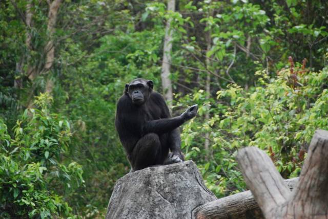 Khao Kheow Open Zoo 184, Khao Kheow Open Zoo