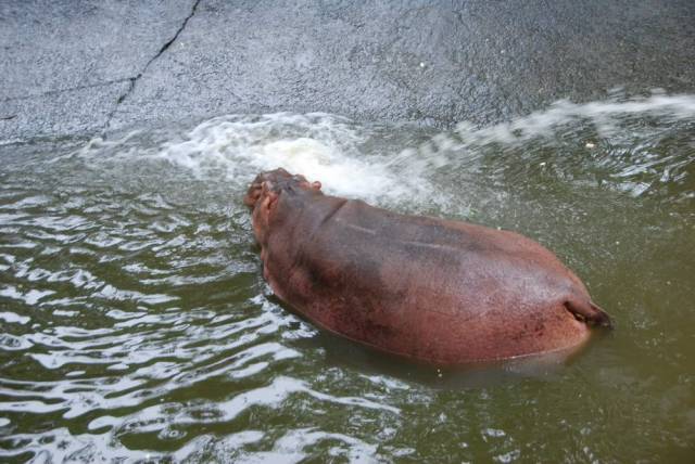 Khao Kheow Open Zoo 048, Khao Kheow Open Zoo