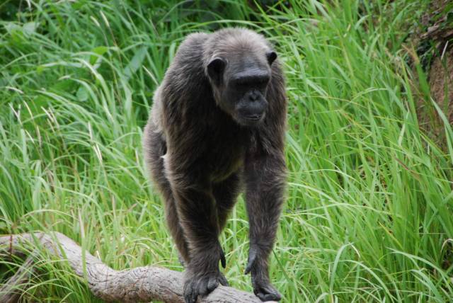 Khao Kheow Open Zoo 189, Khao Kheow Open Zoo