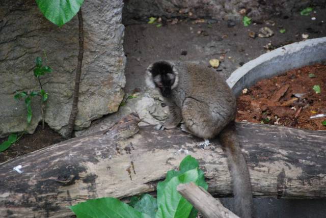 Khao Kheow Open Zoo 015, Khao Kheow Open Zoo