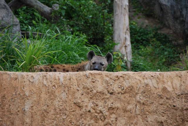 Khao Kheow Open Zoo 130, Khao Kheow Open Zoo