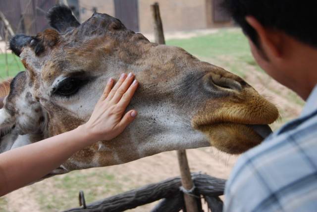 Khao Kheow Open Zoo 073, Khao Kheow Open Zoo